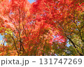 鮮やかな紅葉 131747269