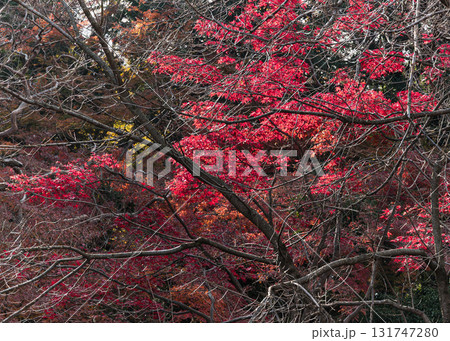 深紅に紅葉したもみじ 131747280