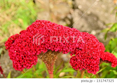 鶏の鶏冠に似た大きな赤いケイトウ 131747325