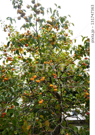 柿の木 131747363