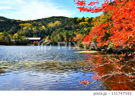 秋の白駒池(長野県佐久穂町、小海町)【2025.10】 131747592
