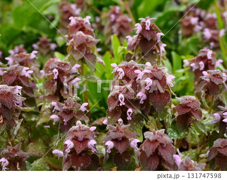 荒川河川敷に春の訪れを告げるヒメオドリコソウ 131747598