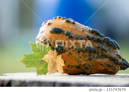 Decorative gourd with textured skin and autumn leaves, set on a wooden surface. 131747670