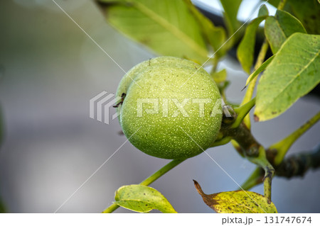 A close-up of a green walnut fruit growing on a tree branch with leaves in the sunlight. 131747674