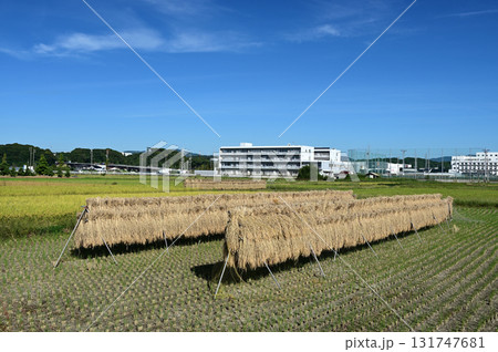 稲刈りの終わった稲と青空 稲刈りの終わった稲と青空 131747681