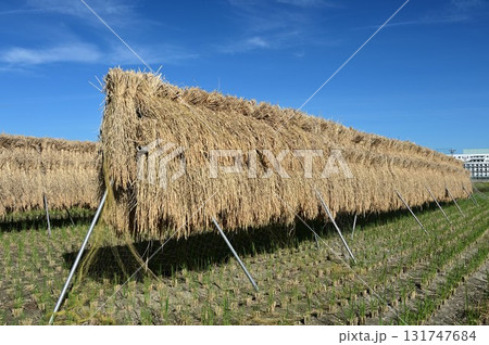 稲刈りの終わった稲と青空 稲刈りの終わった稲と青空 131747684