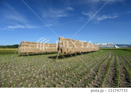 稲刈りの終わった稲と青空 稲刈りの終わった稲と青空 131747735