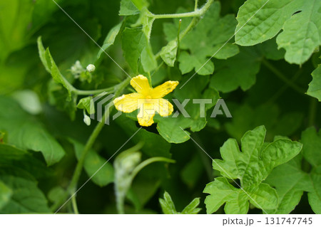 ゴーヤー ゴーヤー 131747745