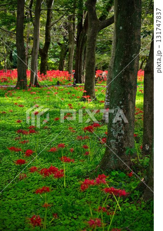 曼殊沙華の通り道 131747837