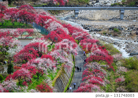 【長野県】阿智村『花桃の里』春爛漫 満開の花桃 【長野県】阿智村『花桃の里』春爛漫 満開の花桃 131748003
