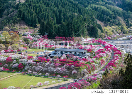 【長野県】阿智村『花桃の里』春爛漫 満開の花桃 【長野県】阿智村『花桃の里』春爛漫 満開の花桃 131748012