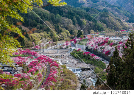 【長野県】阿智村『花桃の里』春爛漫 満開の花桃 【長野県】阿智村『花桃の里』春爛漫 満開の花桃 131748014
