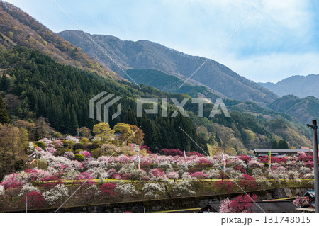【長野県】阿智村『花桃の里』春爛漫 満開の花桃 【長野県】阿智村『花桃の里』春爛漫 満開の花桃 131748015