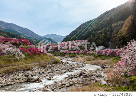 【長野県】阿智村『花桃の里』春爛漫 満開の花桃 131748016