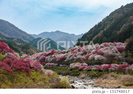 【長野県】阿智村『花桃の里』春爛漫 満開の花桃 【長野県】阿智村『花桃の里』春爛漫 満開の花桃 131748017