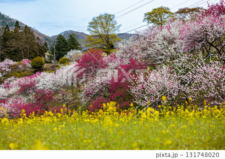 【長野県】阿智村『花桃の里』春爛漫 満開の花桃&菜の花 【長野県】阿智村『花桃の里』春爛漫 満開の花桃&菜の花 131748020