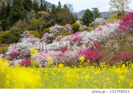 【長野県】阿智村『花桃の里』春爛漫 満開の花桃&菜の花 【長野県】阿智村『花桃の里』春爛漫 満開の花桃&菜の花 131748021