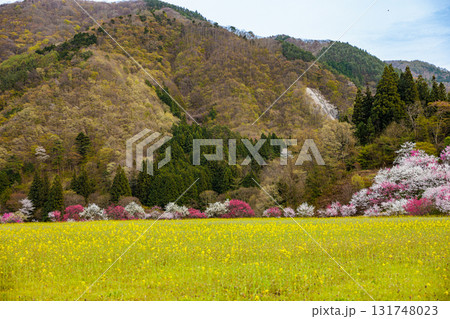 【長野県】阿智村『花桃の里』春爛漫 満開の花桃＆菜の花 131748023