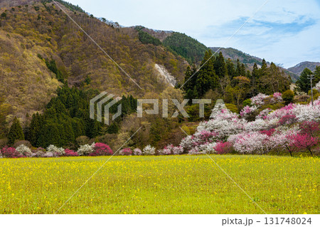 【長野県】阿智村『花桃の里』春爛漫 満開の花桃&菜の花 【長野県】阿智村『花桃の里』春爛漫 満開の花桃&菜の花 131748024