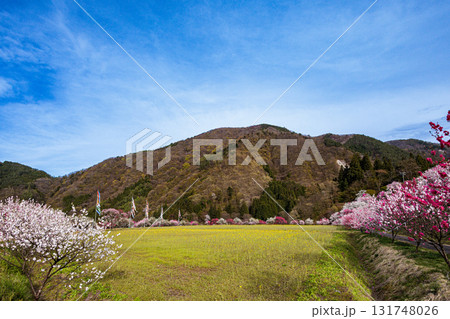 【長野県】阿智村『花桃の里』春爛漫 満開の花桃＆菜の花 131748026