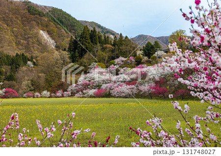 【長野県】阿智村『花桃の里』春爛漫 満開の花桃&菜の花 【長野県】阿智村『花桃の里』春爛漫 満開の花桃&菜の花 131748027
