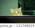 A curious cat looking out a window  131748029