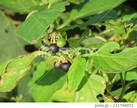 イヌホオズキの黒い実 イヌホオズキの黒い実 131748072