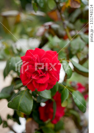 薔薇の花 131748114