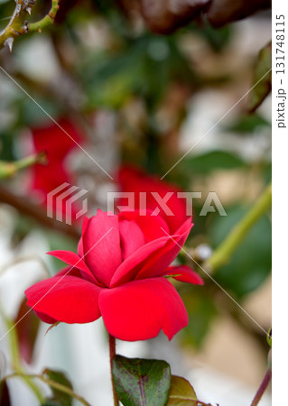 薔薇の花 131748115