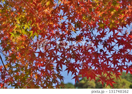 篠栗 源光山 明石寺の紅葉 篠栗 源光山 明石寺の紅葉 131748162