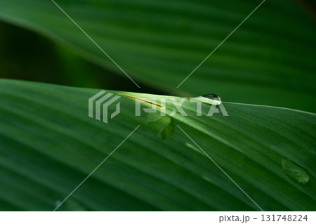Close-up of green grass with water drops after a rain in the morning 131748224