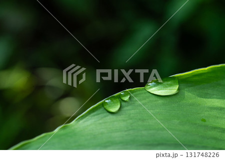 Close-up of green grass with water drops after a rain in the morning Close-up of green grass with water drops after a rain in the morning 131748226