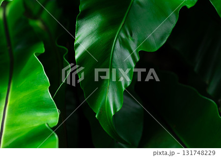 Close-up of green grass with water drops after a rain in the morning 131748229