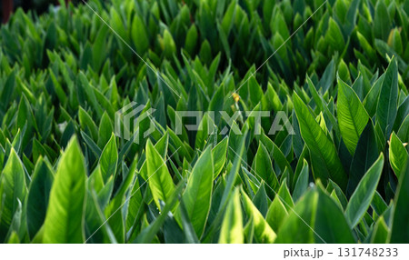 Close-up of green grass with water drops after a rain in the morning 131748233