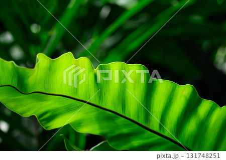 Close-up of green grass with water drops after a rain in the morning 131748251