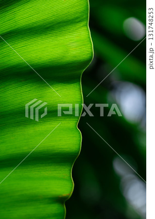 Close-up of green grass with water drops after a rain in the morning 131748253