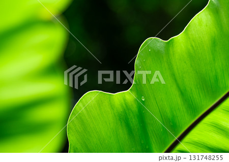 Close-up of green grass with water drops after a rain in the morning 131748255