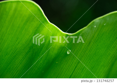 Close-up of green grass with water drops after a rain in the morning Close-up of green grass with water drops after a rain in the morning 131748257