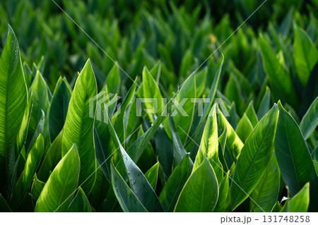 Close-up of green grass with water drops after a rain in the morning 131748258