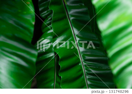 Tropical leaves, dark green foliage in jungle. Nature background. 131748296