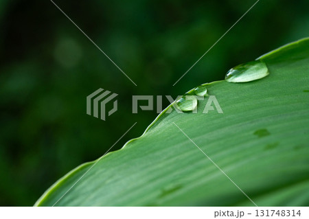 Close-up green leaf with water drops in the rainy day for natural background. Close-up green leaf with water drops in the rainy day for natural background. 131748314