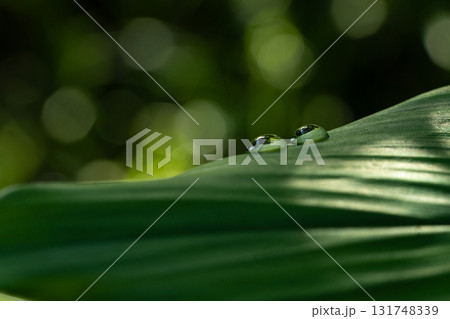 Close-up green leaf with water drops in the rainy day for natural background. Close-up green leaf with water drops in the rainy day for natural background. 131748339