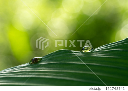 Close-up green leaf with water drops in the rainy day for natural background. 131748341