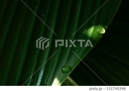 Close-up green leaf with water drops in the rainy day for natural background. Close-up green leaf with water drops in the rainy day for natural background. 131748346