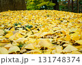 イチョウの落ち葉 131748374