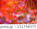 真っ赤に燃える紅葉 131748375