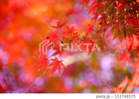真っ赤に燃える紅葉 131748375