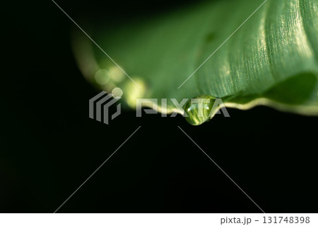 Close-up green leaf with water drops in the rainy day for natural background. Close-up green leaf with water drops in the rainy day for natural background. 131748398
