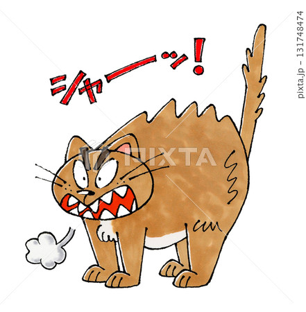 怒る猫 怒る猫 131748474