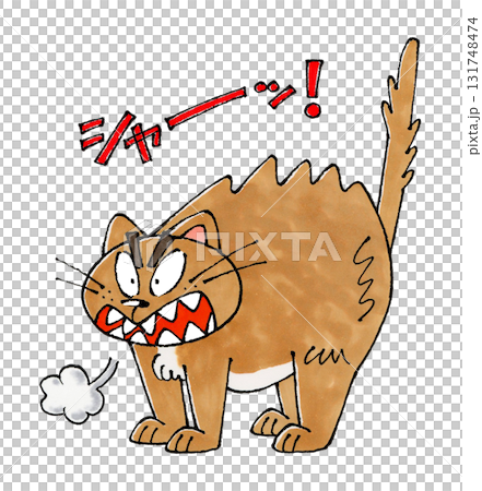 怒る猫 怒る猫 131748474